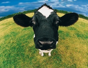 Organic-Cow.jpg